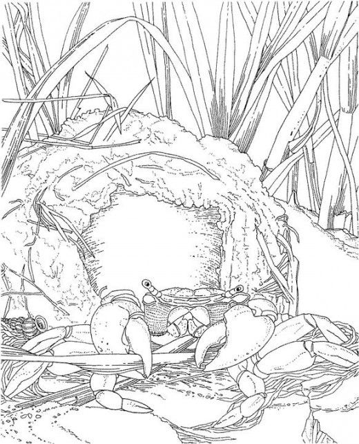 4499 best coloring pages images on Pinterest Coloring books - fresh detailed peacock coloring pages 4499 best coloring pages images on Pinterest Coloring books - fresh detailed peacock coloring pages