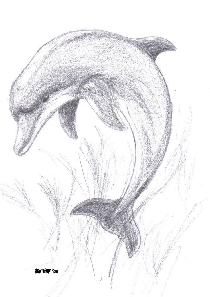 Images for pencil drawings of dolphins Images for pencil drawings of dolphins