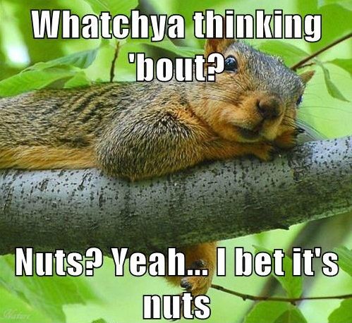 86 best squirrel images on pinterest animals, squirrels and baby 598dba6959777c60713a2034e98c845d squirrel memes squirrel girl 86 best squirrel images on pinterest animals, squirrels and baby,Funny Squirrel Memes
