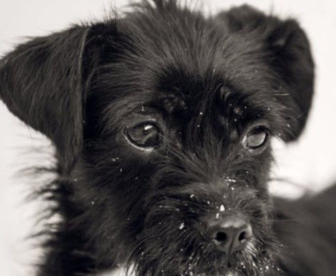 pix Terrier Mix Breeds Pictures pinterest