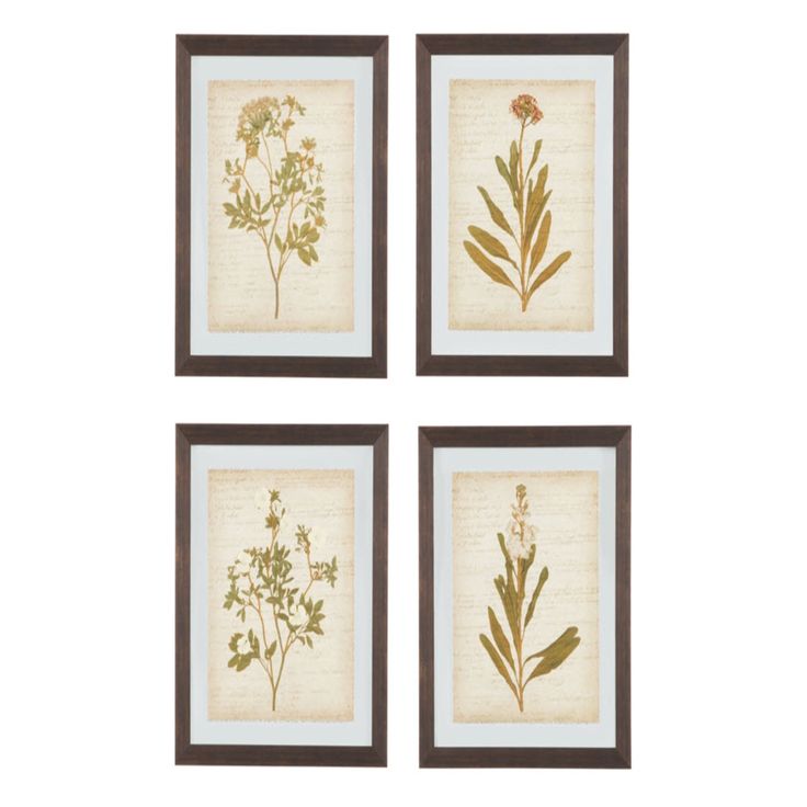 4 Piece Framed Painting Print Set | Framed botanical prints, Wall art