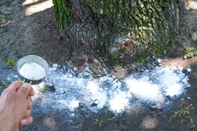 How To Make Awesome Palm Tree Fertilizer That Will Enhance The How To Make Awesome Palm Tree Fertilizer That Will Enhance The Growth Rate Of Your Plants Gardening Pinterest Trees Landscaping And