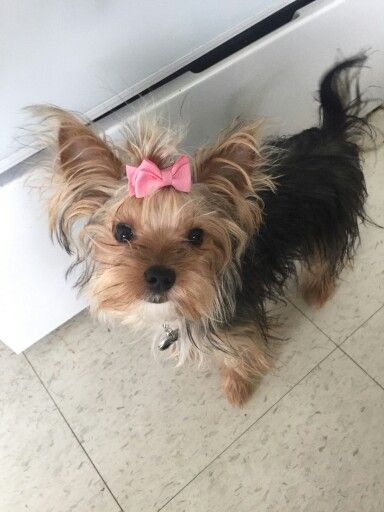 gold dust yorkie puppies for sale best 25 parti yorkies for sale ideas on yorkie dogs for sale teacup gold dust yorkie puppies for sale best 25 parti yorkies for sale ideas on yorkie dogs for sale teacup