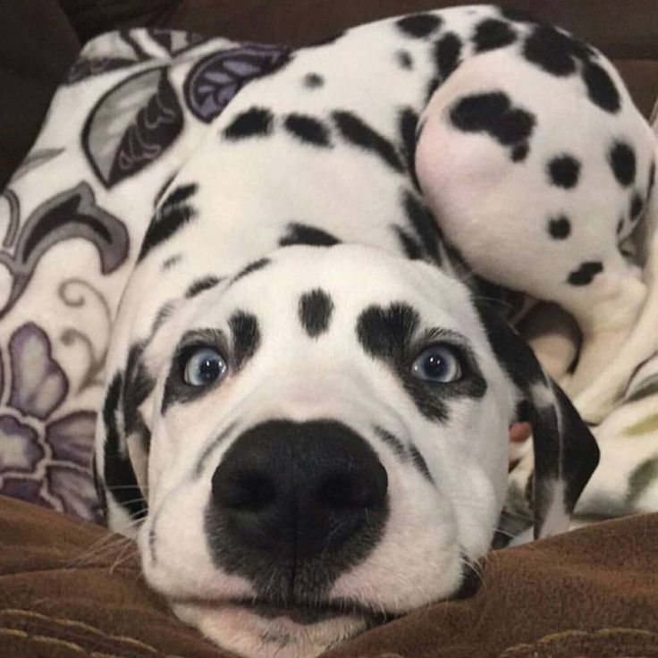 yorkie dalmation mix best 25 corgi dalmatian ideas on puppies yorkie terrier mix and yorkie dalmation mix best 25 corgi dalmatian ideas on puppies yorkie terrier mix and