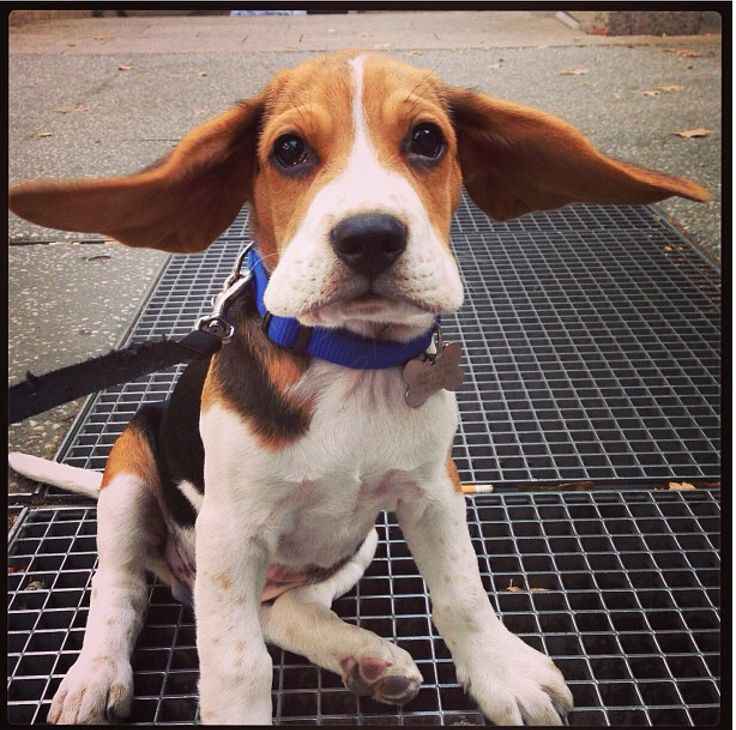 puppy puns for instagram the 25 best beagle puppy ideas on beagle puppies pocket beagle puppies puppy puns for instagram the 25 best beagle puppy ideas on beagle puppies pocket beagle puppies