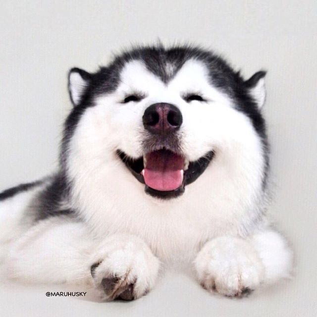 Will My Dogs Get Jealous Of Their Own Puppies Will My Dogs Get Jealous Of Their Own Puppies