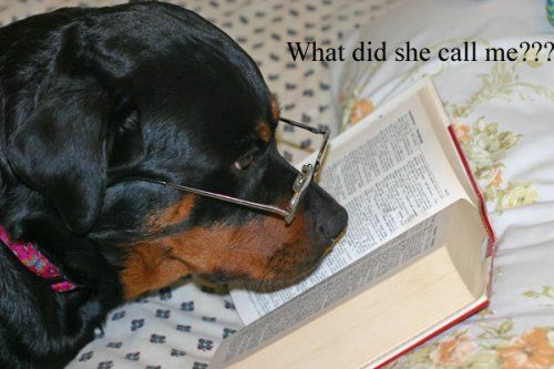 r e a l rottweiler rescue ohio 143 best l ve rotties images on big dogs large dogs and puppys r e a l rottweiler rescue ohio 143 best l ve rotties images on big dogs large dogs and puppys