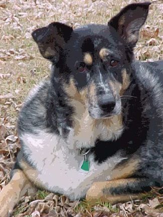 australian shepherd with german shepherd 16 best german australian shepherd images on pinterest german australian shepherd with german shepherd 16 best german australian shepherd images on pinterest german