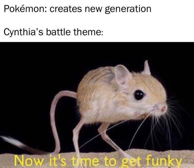 Itll Just Be Screech By Funny Relatable Memes Funny Animal