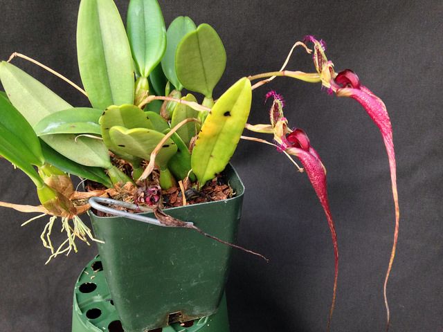 Bulbophyllum Elizabeth Ann Buckleberry