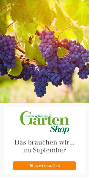 Die besten 25+ Mein schöner garten spezial Ideen auf Pinterest - abo mein schoner garten Die besten 25+ Mein schöner garten spezial Ideen auf Pinterest - abo mein schoner garten
