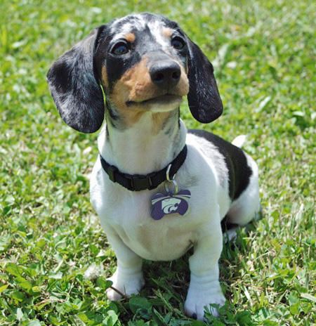 103 best Miniature dachshunds!!!!!! images on Pinterest | Sausages ... 103 best Miniature dachshunds!!!!!! images on Pinterest | Sausages ...