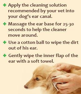 Best Home Remedy For Dog Ear Infections Best Home Remedy For Dog Ear Infections