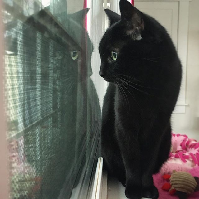 Want To Meet Sweet Quiet Mild Monique Volunteer With Us As An All Volunteer Shelter With No Paid Staff We Are Always Searching Pet Care Volunteer Animals