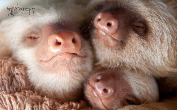 つぶらな瞳とブタ鼻に胸キュン 可愛すぎるナマケモノの赤ちゃん 2020 つぶらな瞳とブタ鼻に胸キュン 可愛すぎるナマケモノの赤ちゃん 2020