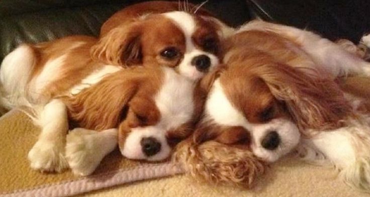 Cavalier King Charles Spaniel Cachorro Perro De Metal Guardia Cavalier King Charles Spaniel Cachorro Perro De Metal Guardia