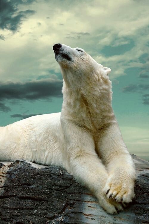 Latina girl mature polar bear men galleriestures images porn
