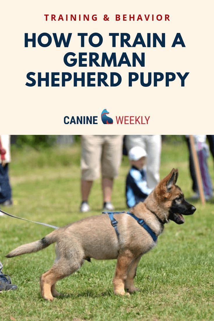 How To Train A German Shepherd Puppy German Shepherd Puppies