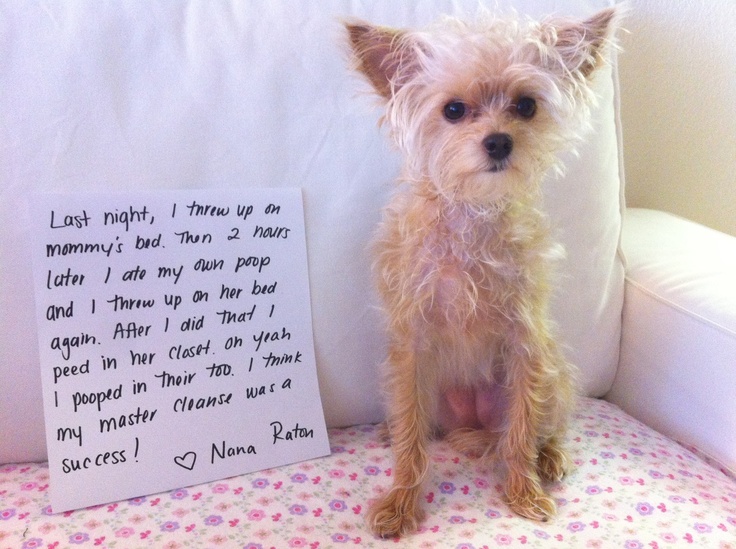 yorkie diet to lose weight 103 best must dogs images on animals puppies and puppy yorkie diet to lose weight 103 best must dogs images on animals puppies and puppy