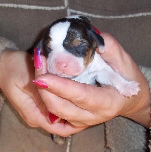 beagle puppies for sale in sc best 25 pocket beagle puppies ideas on beagle puppies pupper doggo and beagle puppies for sale in sc best 25 pocket beagle puppies ideas on beagle puppies pupper doggo and