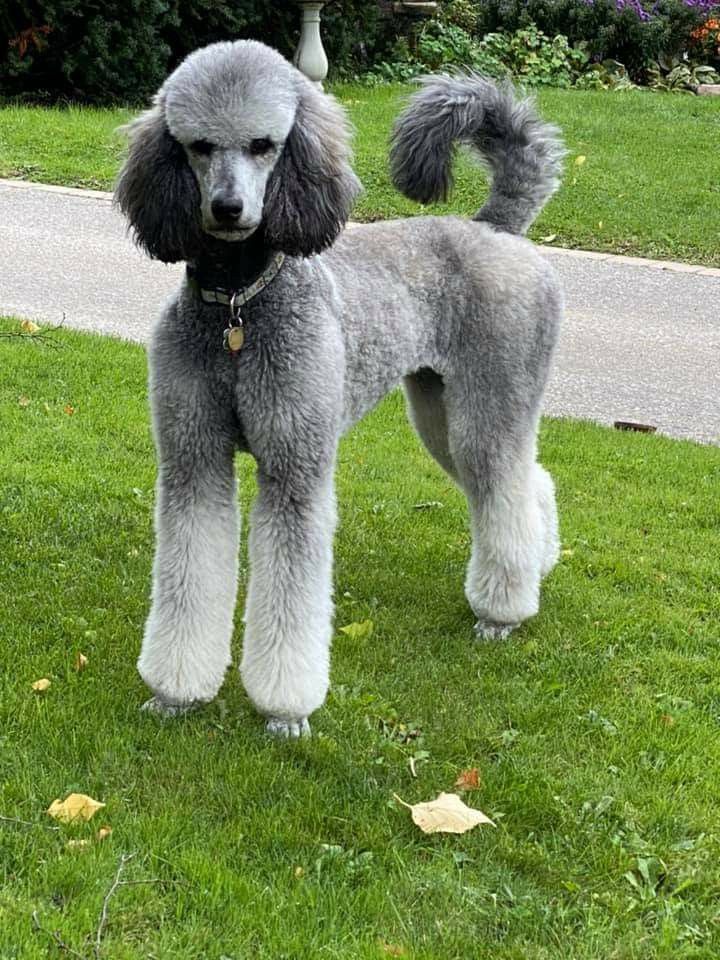 Grey Poodle in a Green Field