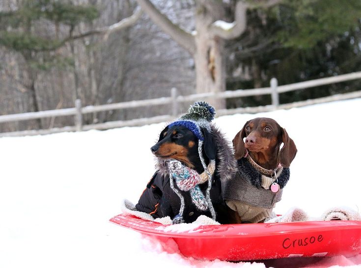 Wiener dating