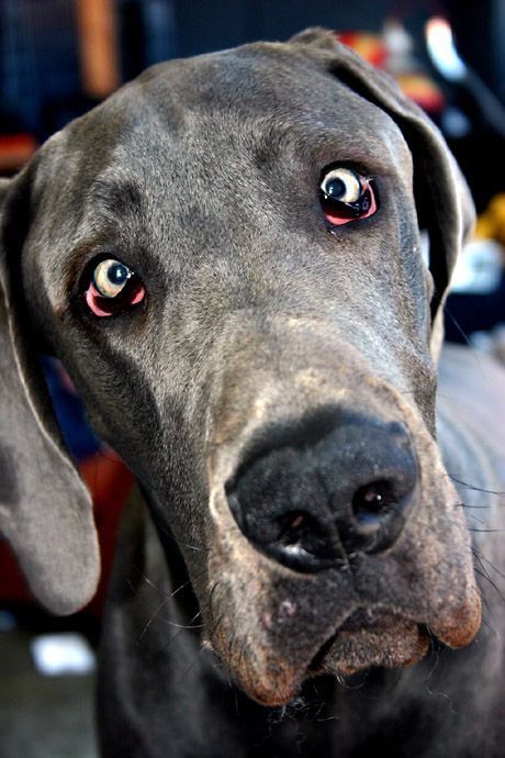 Best Dog Food For Great Danes Uk Best Dog Food For Great Danes Uk