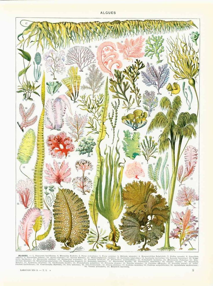 les 319 meilleures images du tableau planches botaniques seaweed identification chart