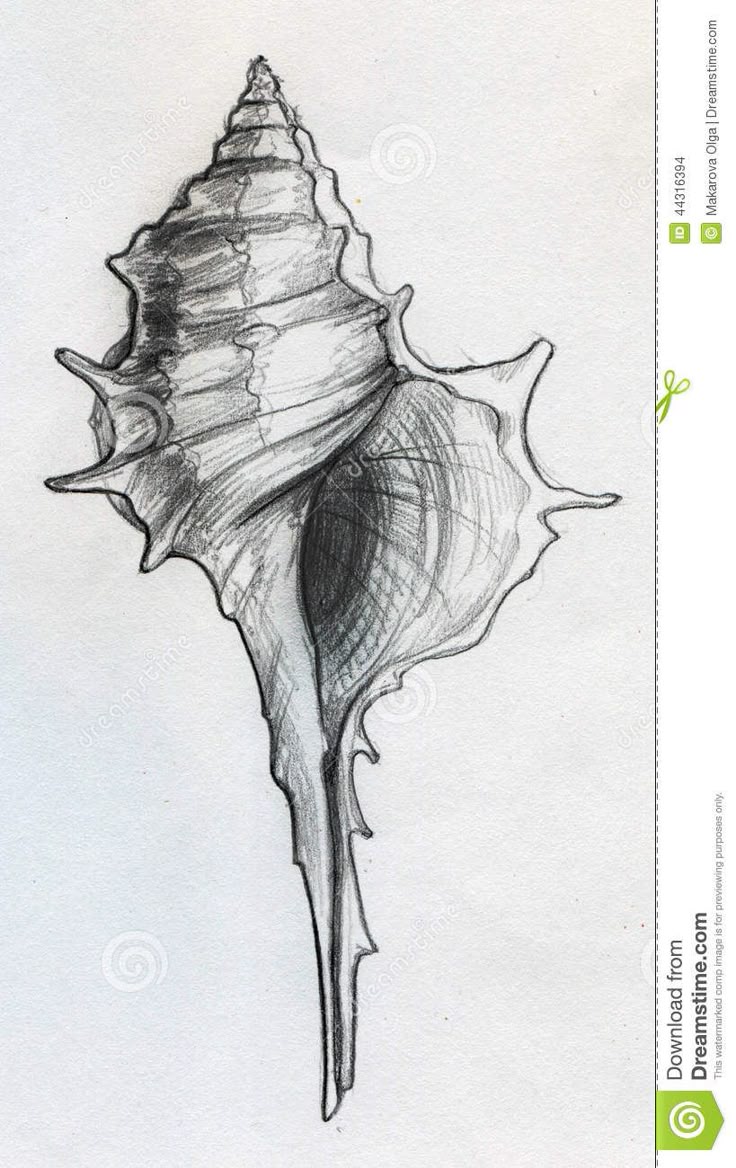 beach shell pencil drawing www pixshark com images beach shell pencil drawing www pixshark com images