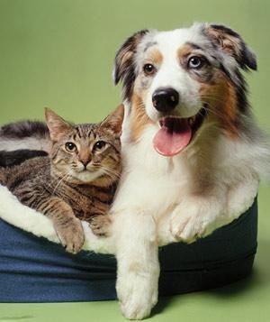 Tips for cleaning your pets (to reduce to dust in your home).