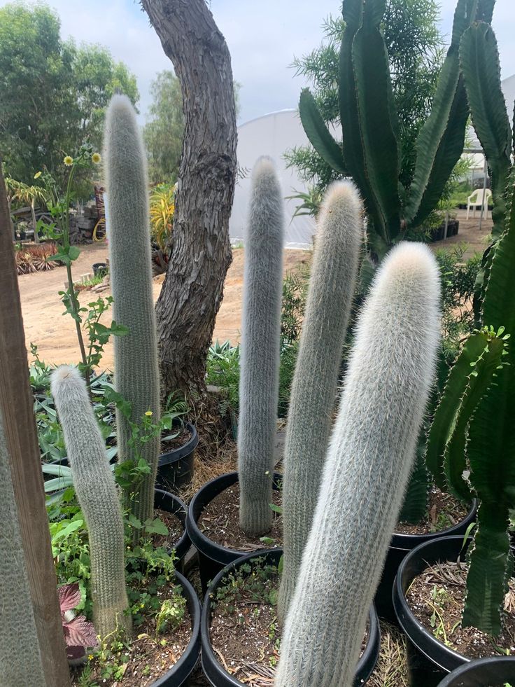Very Large Cleistocactus strausii Silver Torch Live Plant
