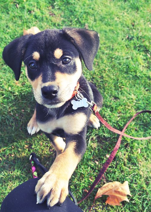 rottweiler mixed with labrador puppies best 25 rottweiler mix ideas on rottweiler lab mix puppy lab shepherd rottweiler mixed with labrador puppies best 25 rottweiler mix ideas on rottweiler lab mix puppy lab shepherd
