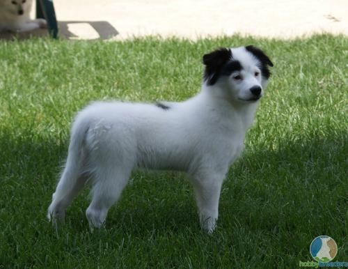 husky pomeranian mix | Pomeranian Husky Mix Dogs For Sale ... husky pomeranian mix | Pomeranian Husky Mix Dogs For Sale ...