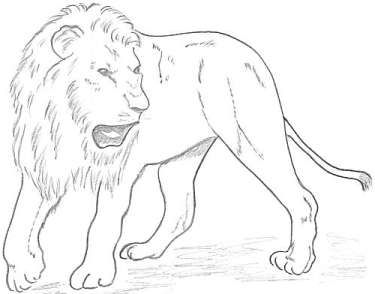 Lion Pencil Drawing - Pinterest