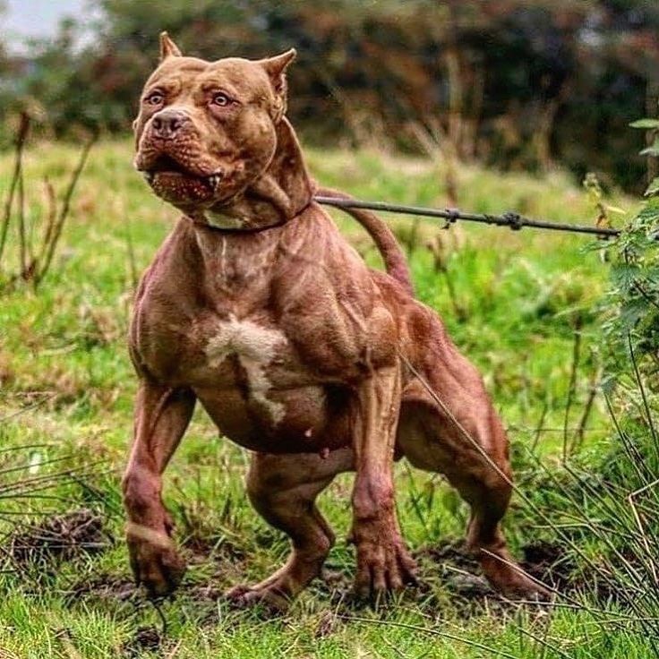 Angry Face I Love Dog Bully Breeds Dogs Big Dog Breeds angry-face-i-love-dog-bully-breeds-dogs-big-dog-breeds