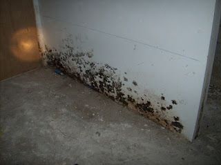 Black Mold In Bathroom Health Hazard best 20+ remove black mold ideas on pinterest | shower mold Black Mold In Bathroom Health Hazard best 20+ remove black mold ideas on pinterest | shower mold