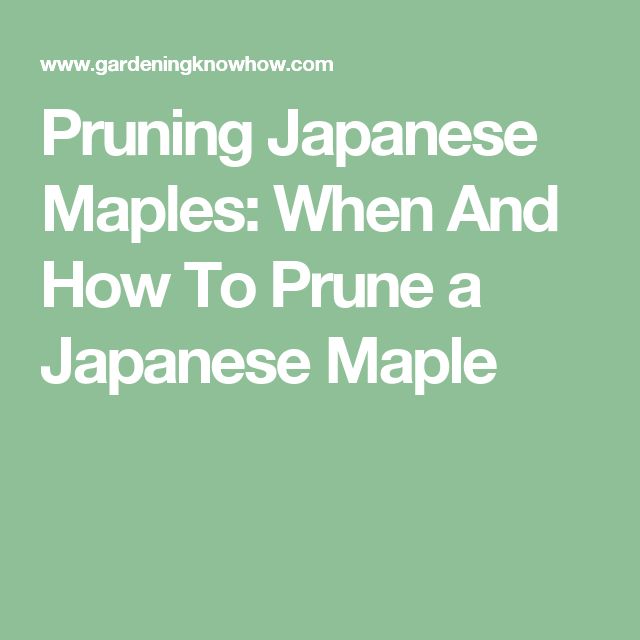 best 25 japanese maple care ideas on pinterest vista landscape incrediball hydrangea and best 25 japanese maple care ideas on pinterest vista landscape incrediball hydrangea and