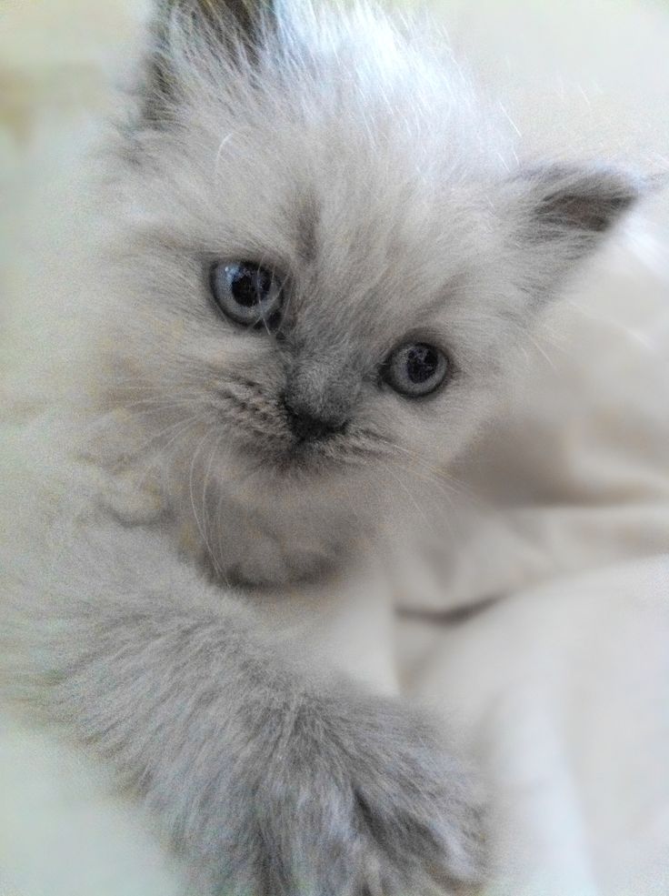New Baby Himalayan Cat What Say Probably Looked Like As A Baby Katzen