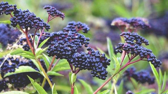Medicinal Elderberry, Live Plant, Sambucus canadensis, American Elderberry, Organic