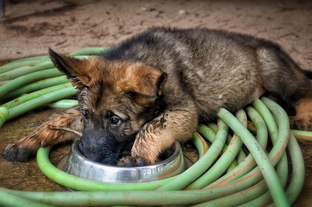 German Shepherd Pup Names Male Best Dog Food German Shepherd