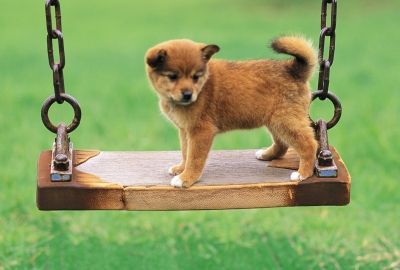 ブランコに乗った犬の壁紙 壁紙キングダム Pc デスクトップ版 Dog Wallpaper Cute Dogs Cute Dog Wallpaper ブランコに乗った犬の壁紙 壁紙キングダム Pc デスクトップ版 Dog Wallpaper Cute Dogs Cute Dog Wallpaper