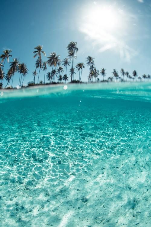 an ocean with palm trees and the word ocean on it's bottom half under water