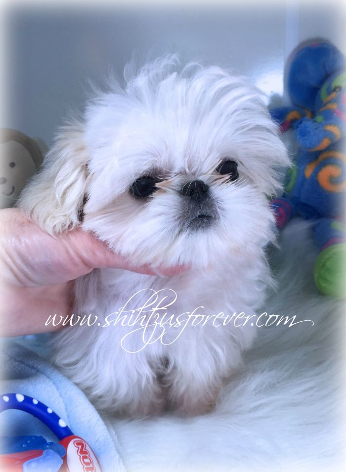 teacup shih tzu puppies for sale in alabama best 25 shih tzu for sale ideas on puppies for sale teacup shih tzu teacup shih tzu puppies for sale in alabama best 25 shih tzu for sale ideas on puppies for sale teacup shih tzu