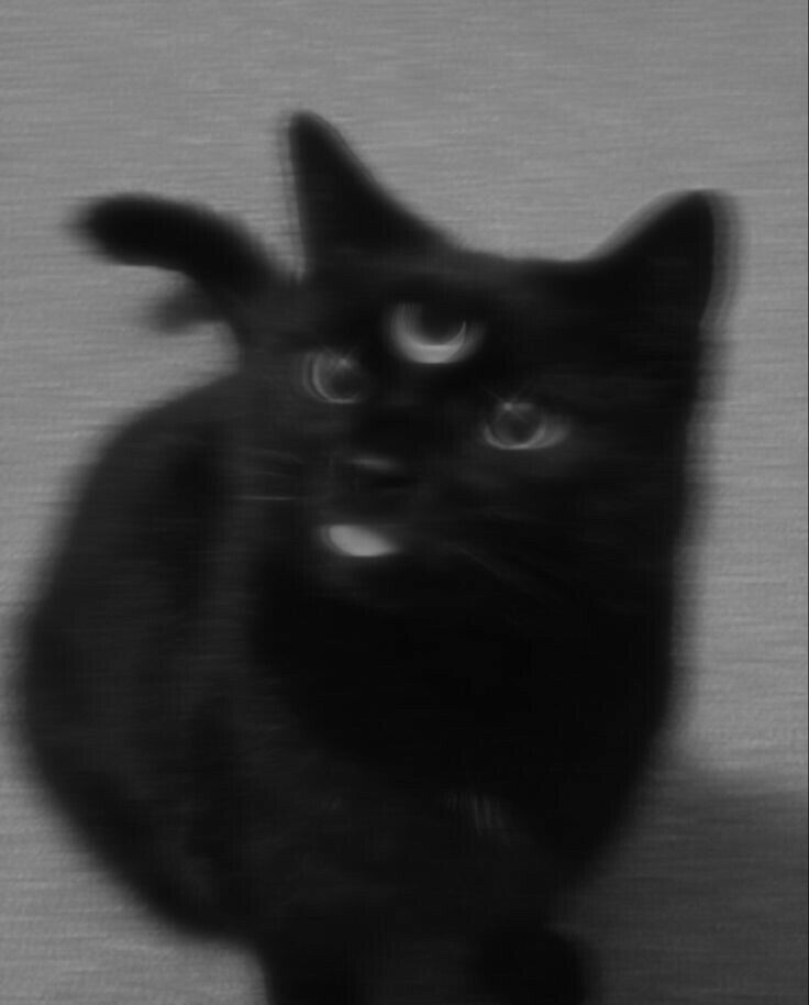 Black Cat Aesthetic Cat Dark Cat Icon black-cat-aesthetic-cat-dark-cat-icon