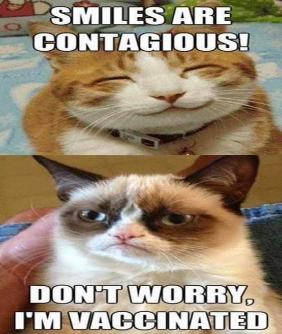 best 20 grumpy cat frozen ideas on pinterest grumpy cat movie 5bcb154b8579d7b5e9cd44116ab93d20 grump cat grumpy cat meme best 20 grumpy cat frozen ideas on pinterest grumpy cat movie,Funny Clean Grumpy Cat Memes
