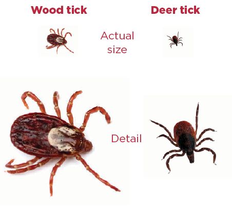 do ticks carry lyme disease lyme disease minnesota parent see the difference between deer ticks and wood ticks do ticks carry lyme disease lyme disease minnesota parent see the difference between deer ticks and wood ticks