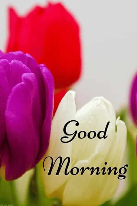 Best Good Morning Hd Images Wishes Pictures And Greetings Good