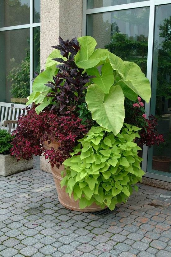 Best 25 flower pots ideas on Pinterest Bold foliage plants in a large pot Ladonna Funk Funk Coy how about this