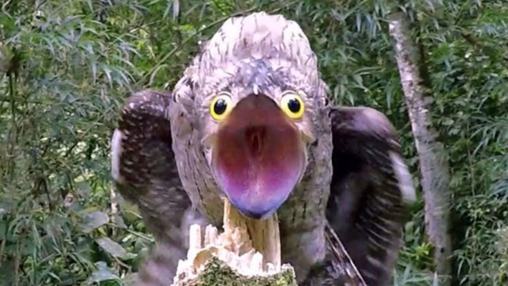 タチヨタカ 立夜鷹 立怪鴟 Potoo Nyctibius 怖い動物 生き物 面白い鳥