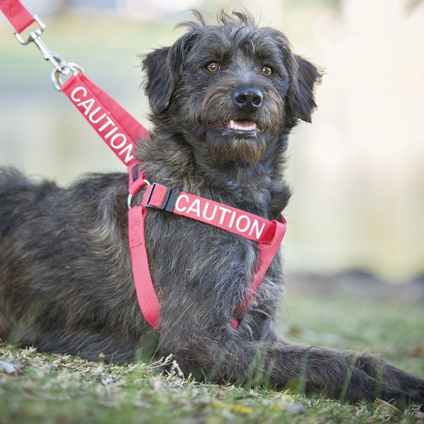 Do You Have A Reactive And Or Aggressive Dog And Wish The Public